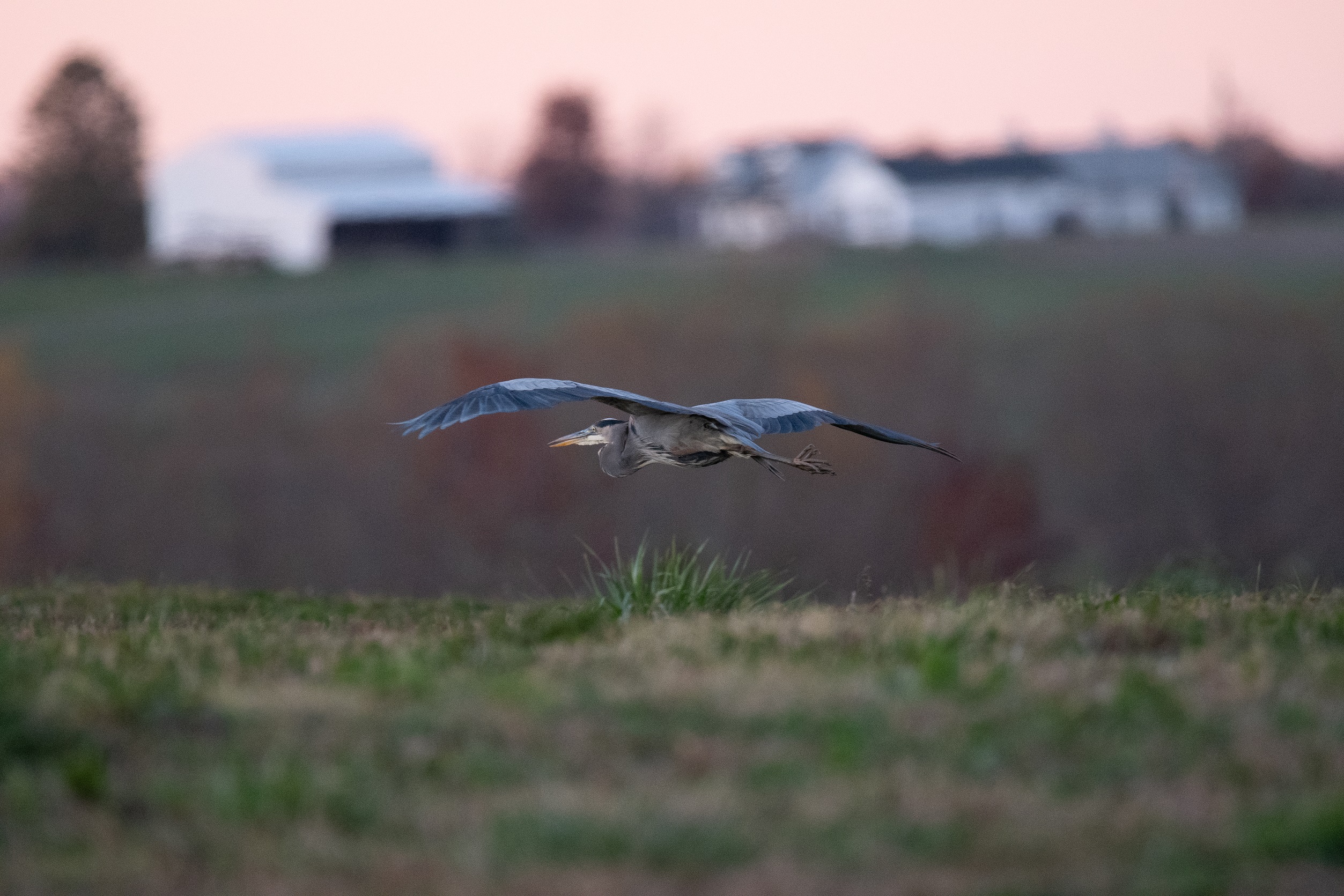 farm heron