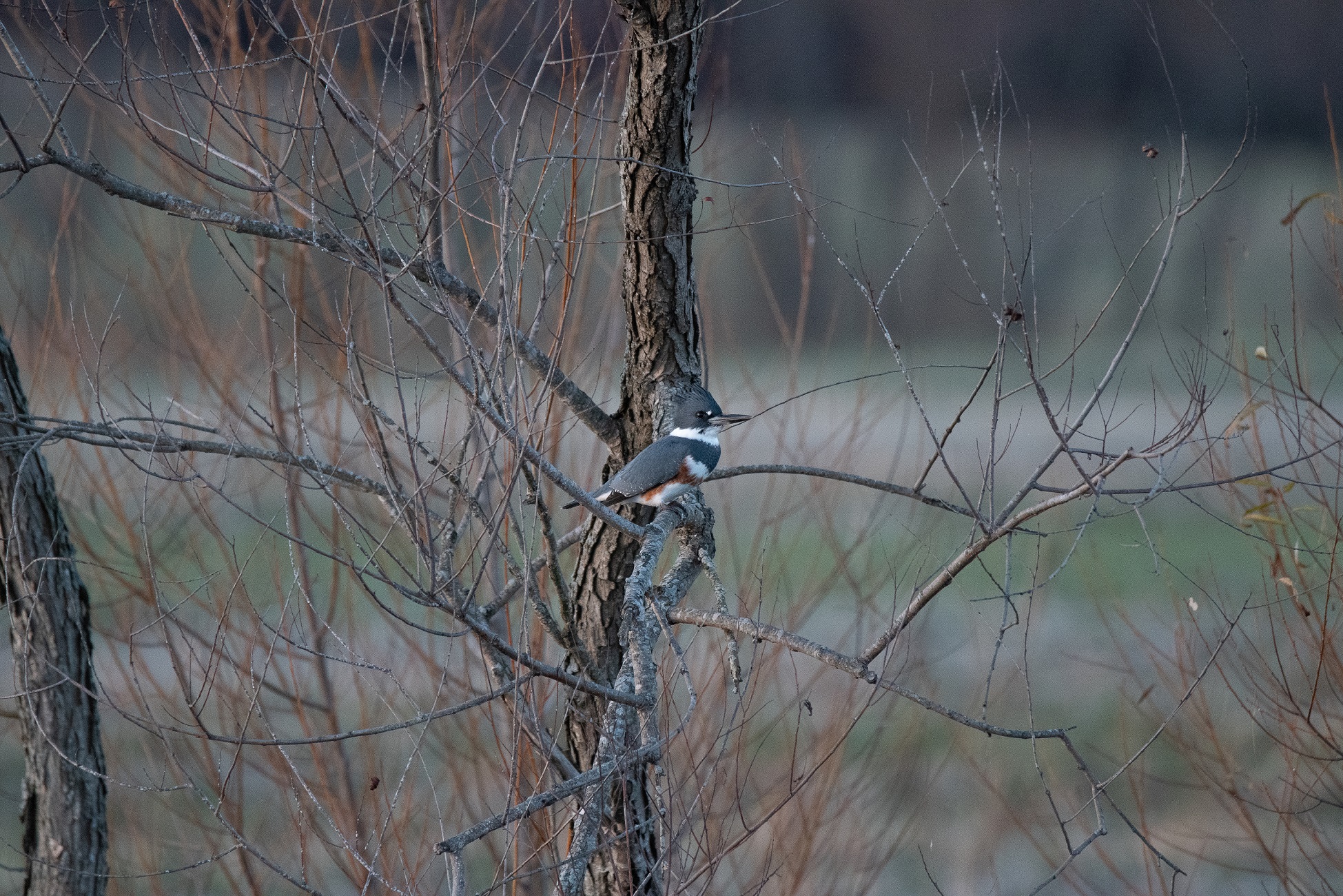 female_kingfisher