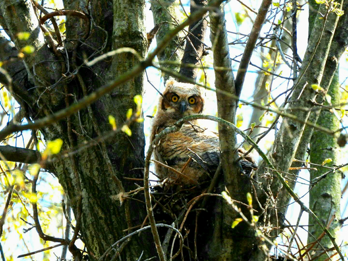 baby owlHeron