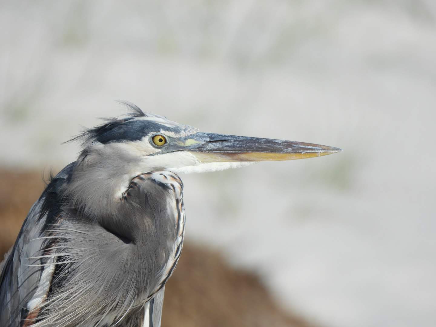 beach heron