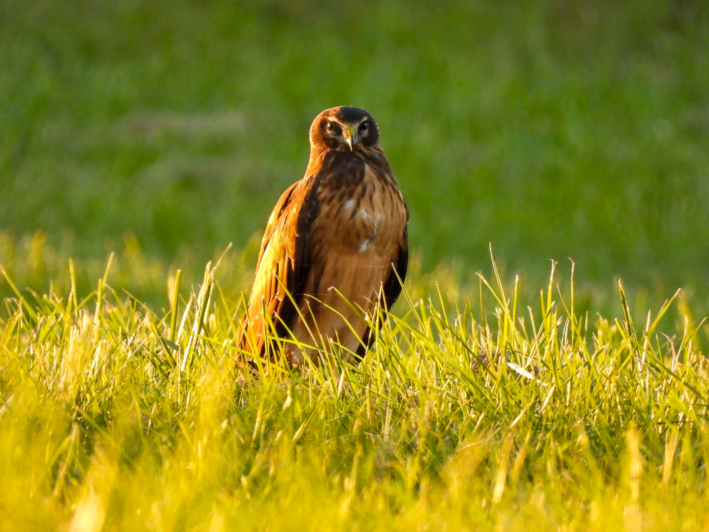 Northern Harrier