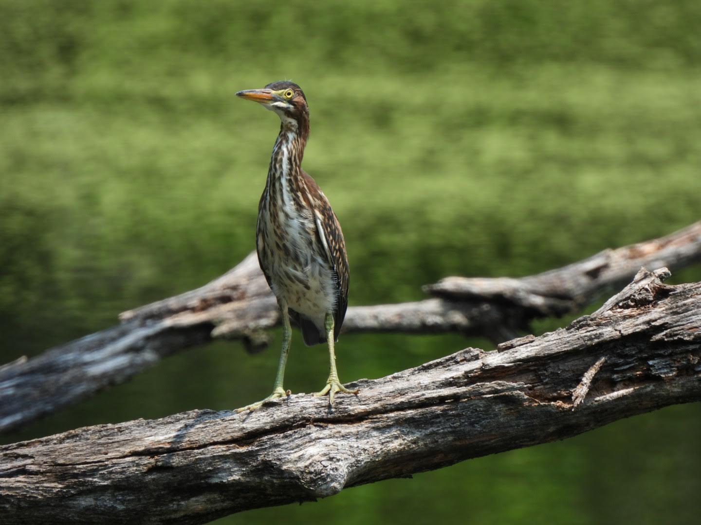 green heron