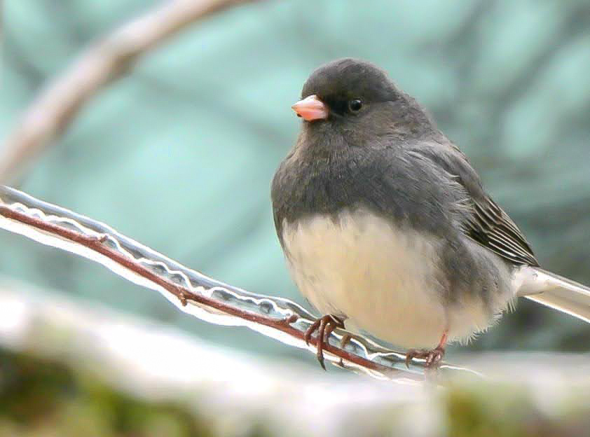 Dark Eyed Junco