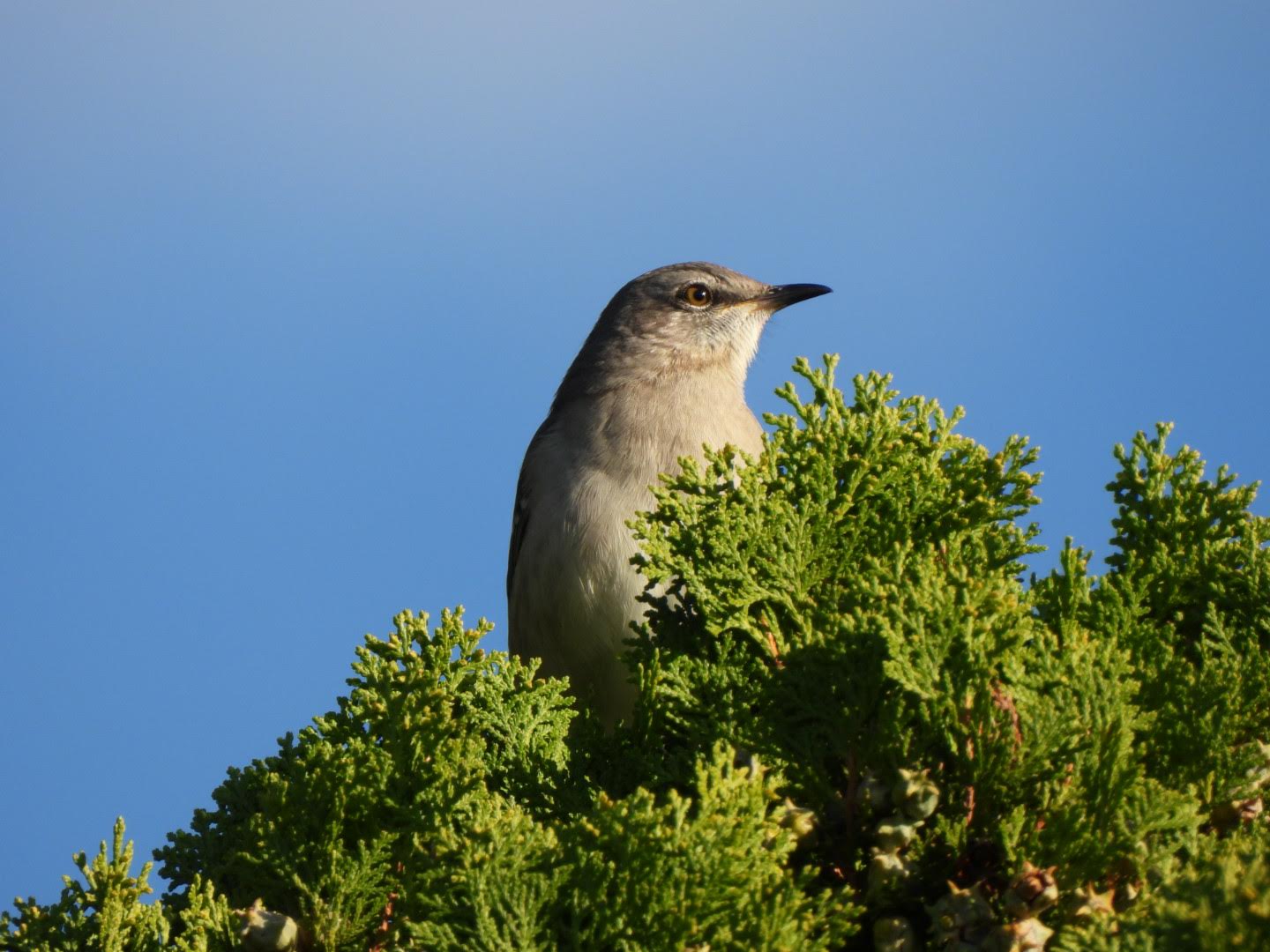 mockingbird