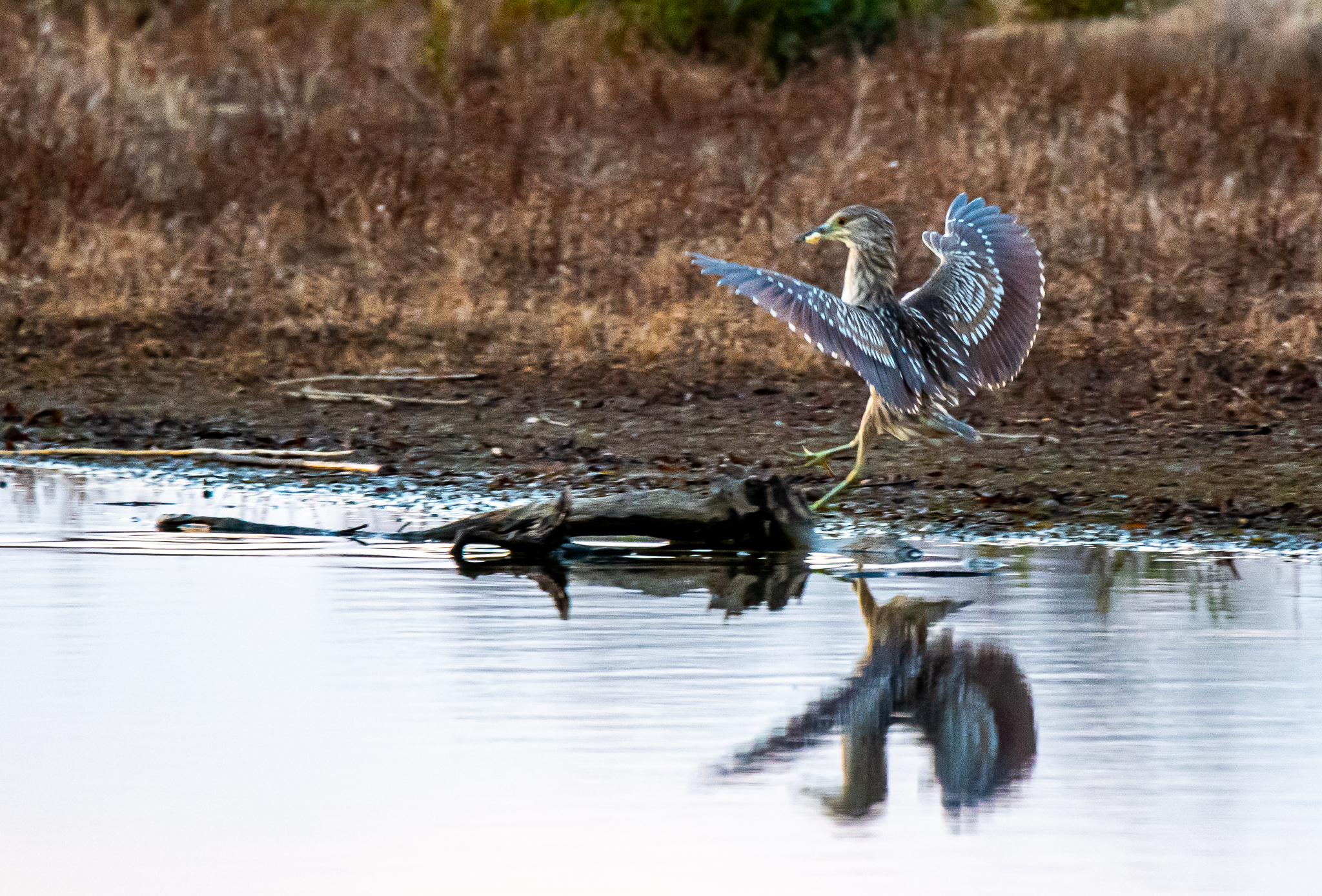 Juvenile Black Crowned Night-Heron