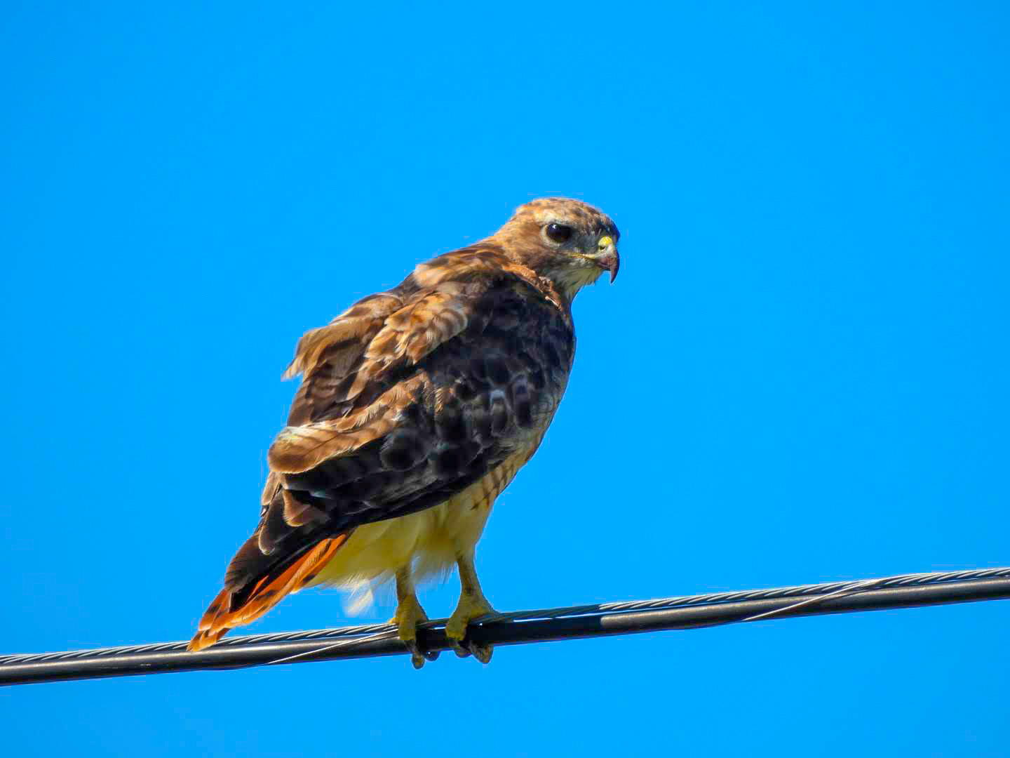 red tailed hawk