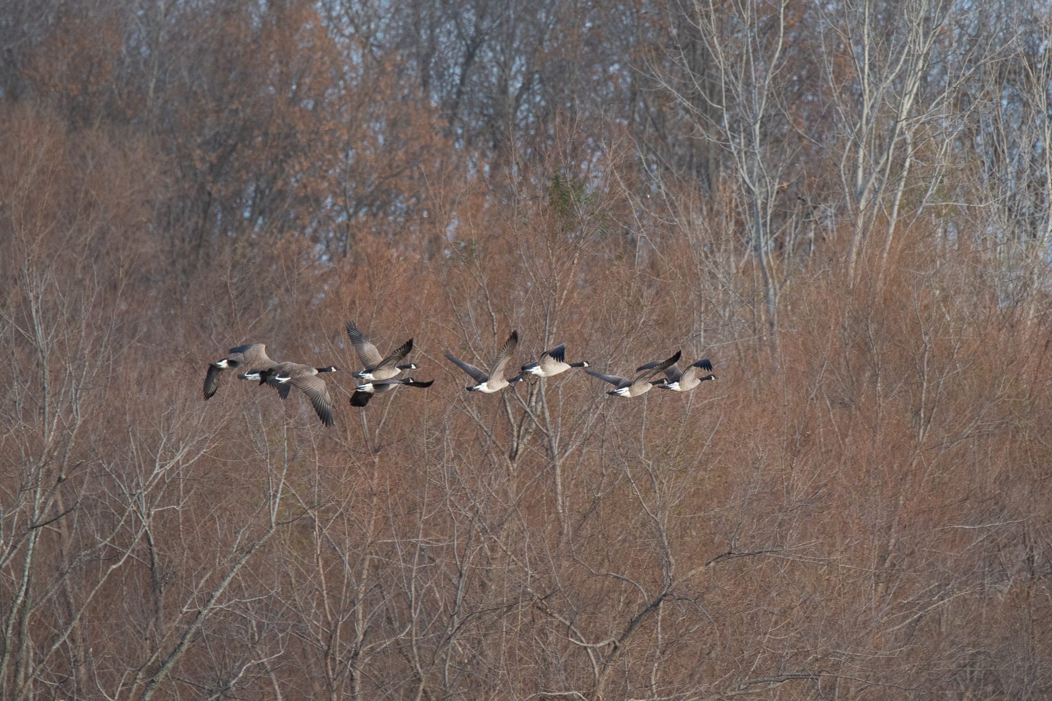 Geese