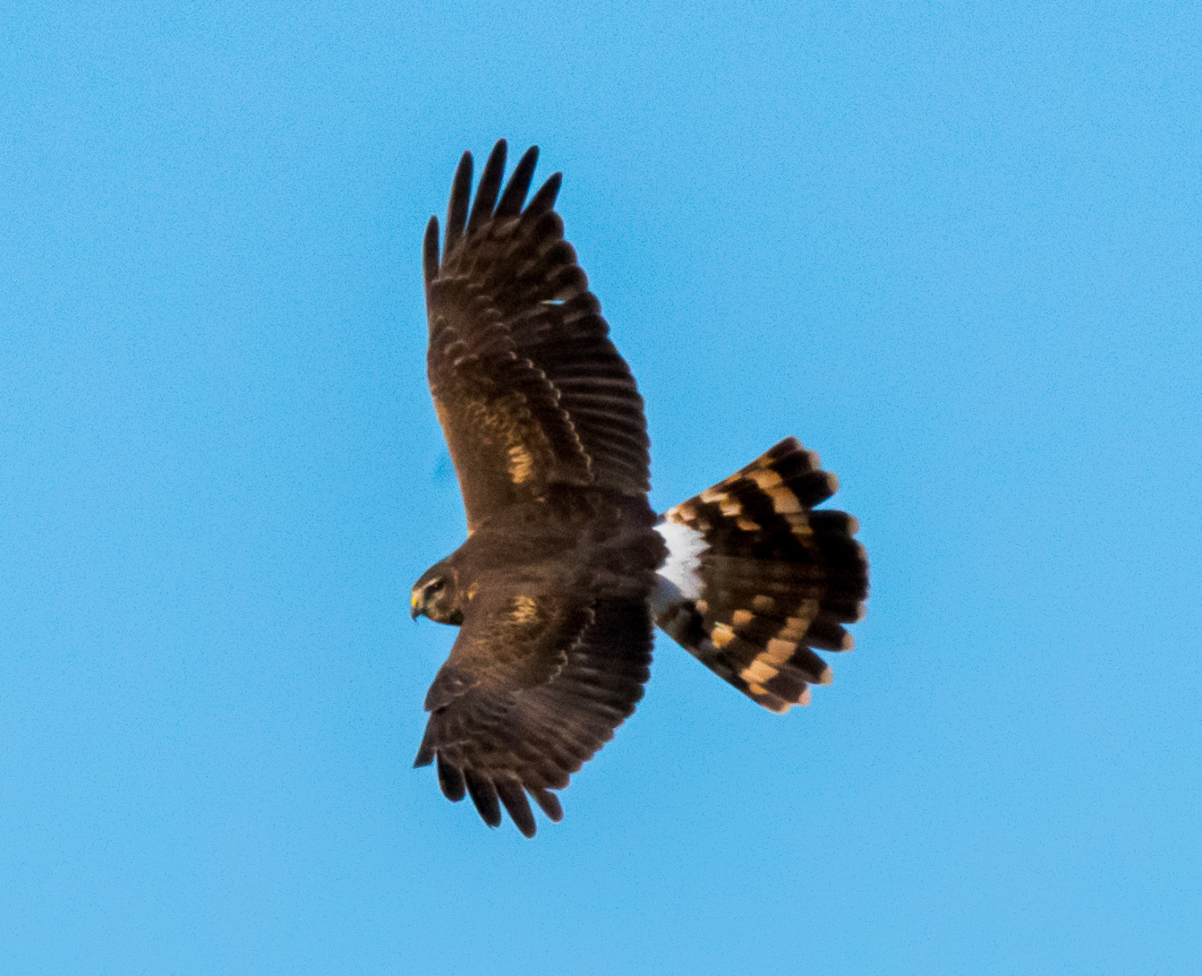 Flying Harrier