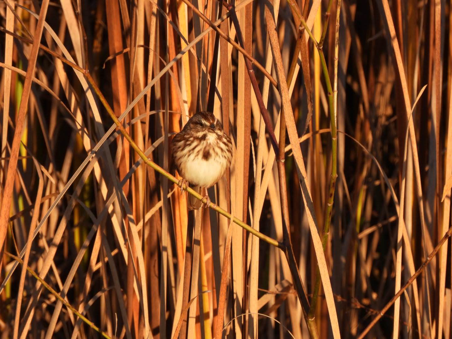 Sparrow