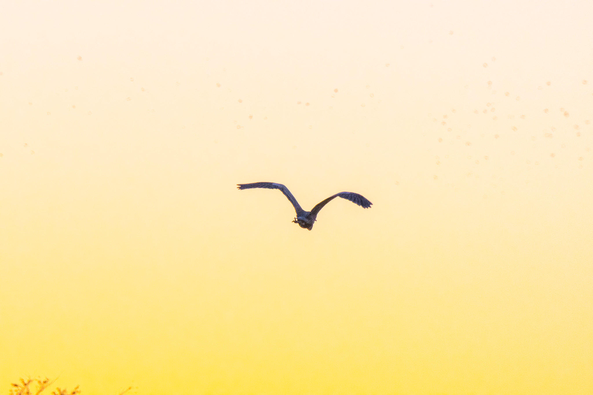 Heron