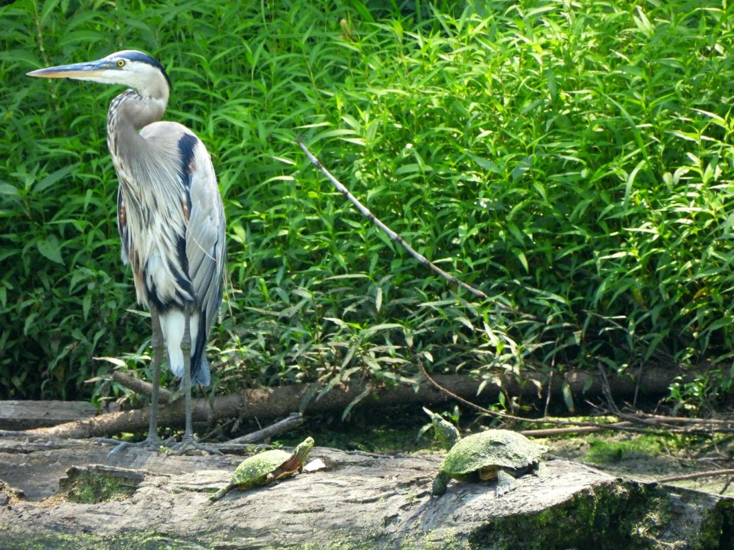 Heron