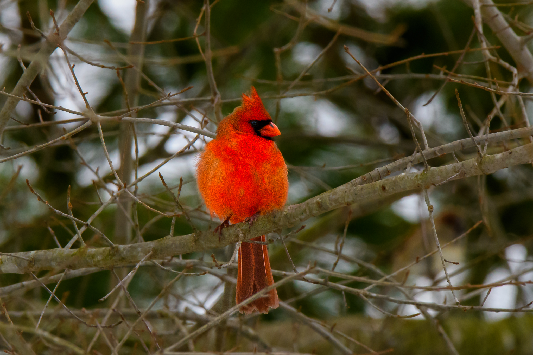 male cardinal
