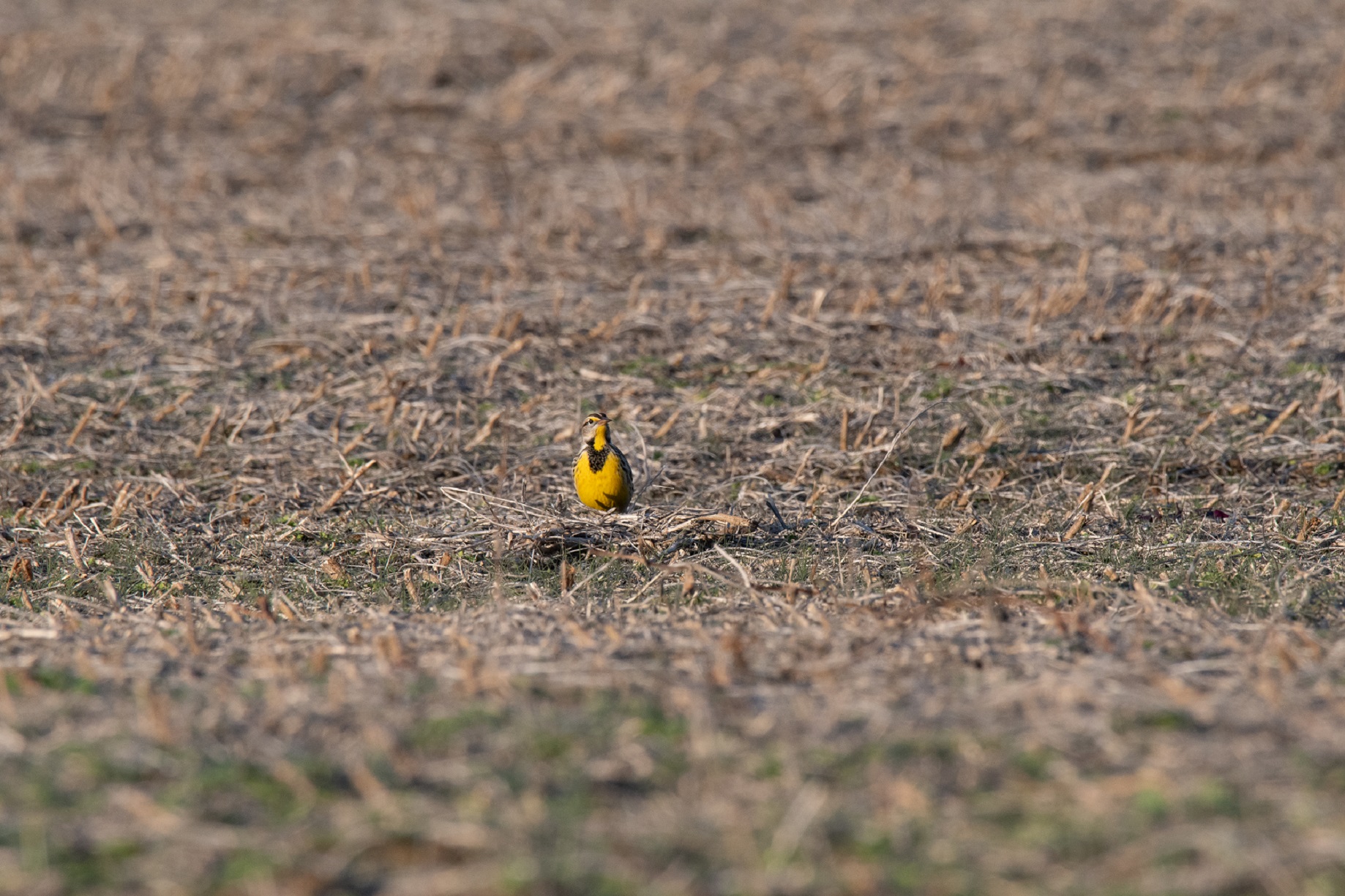 meadowlark