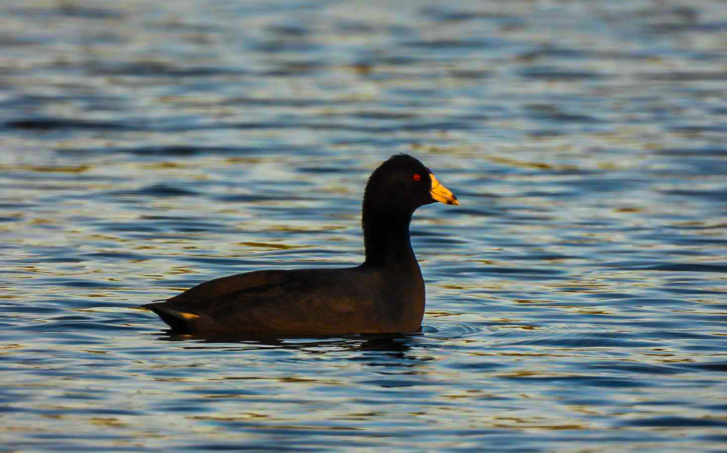 duck